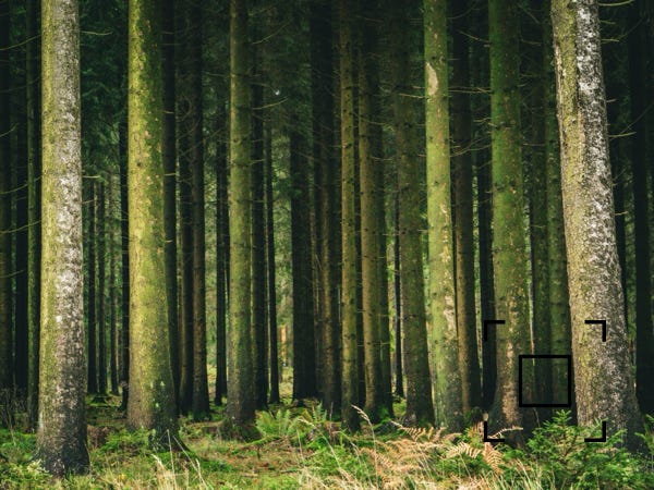 Füllen Sie Die Rahmenfotografie Von Green Tree